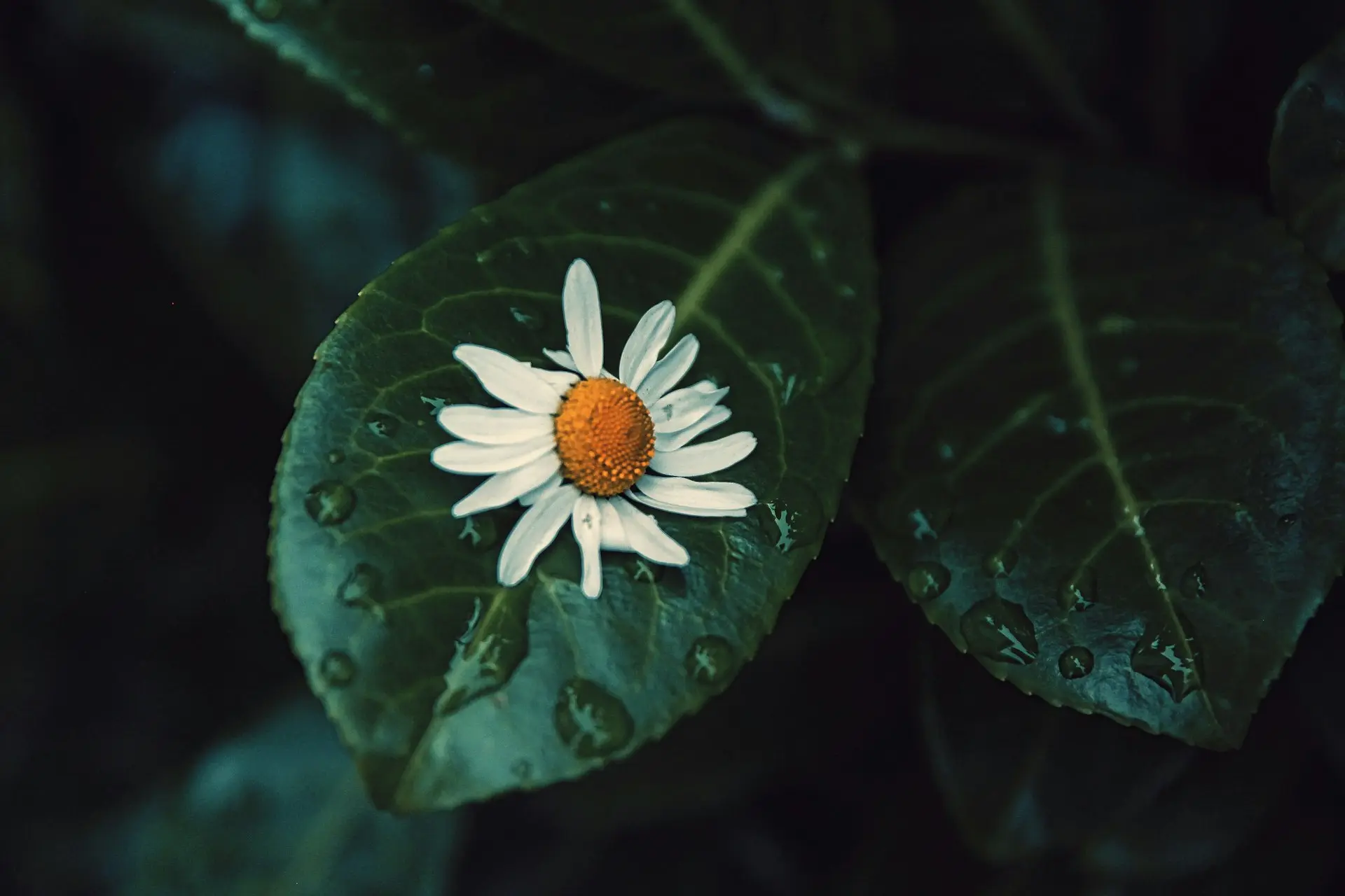 white and orange flower in bloom