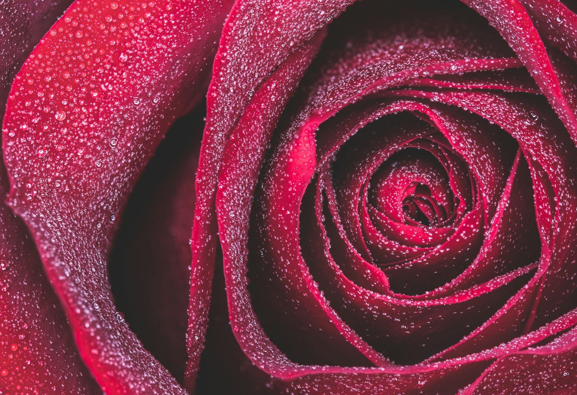 red rose in close up photography